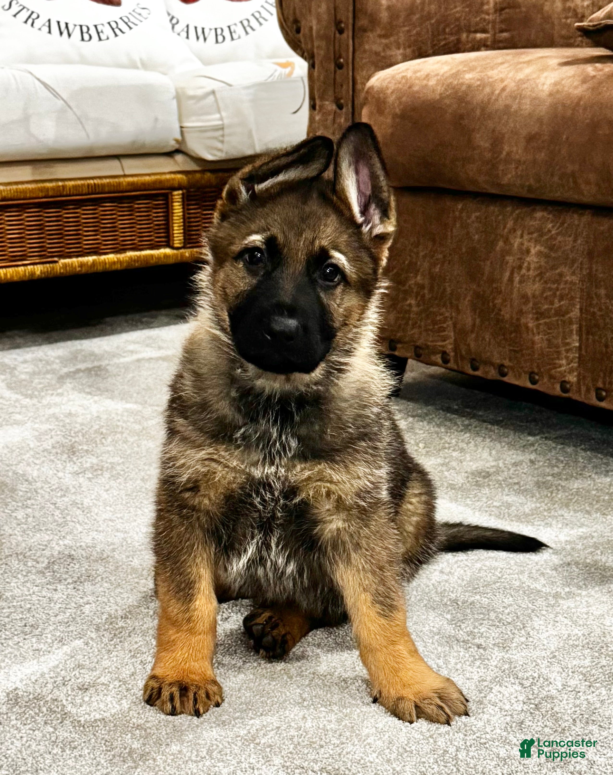 German Shepherd dogs Dallas - Ad 26