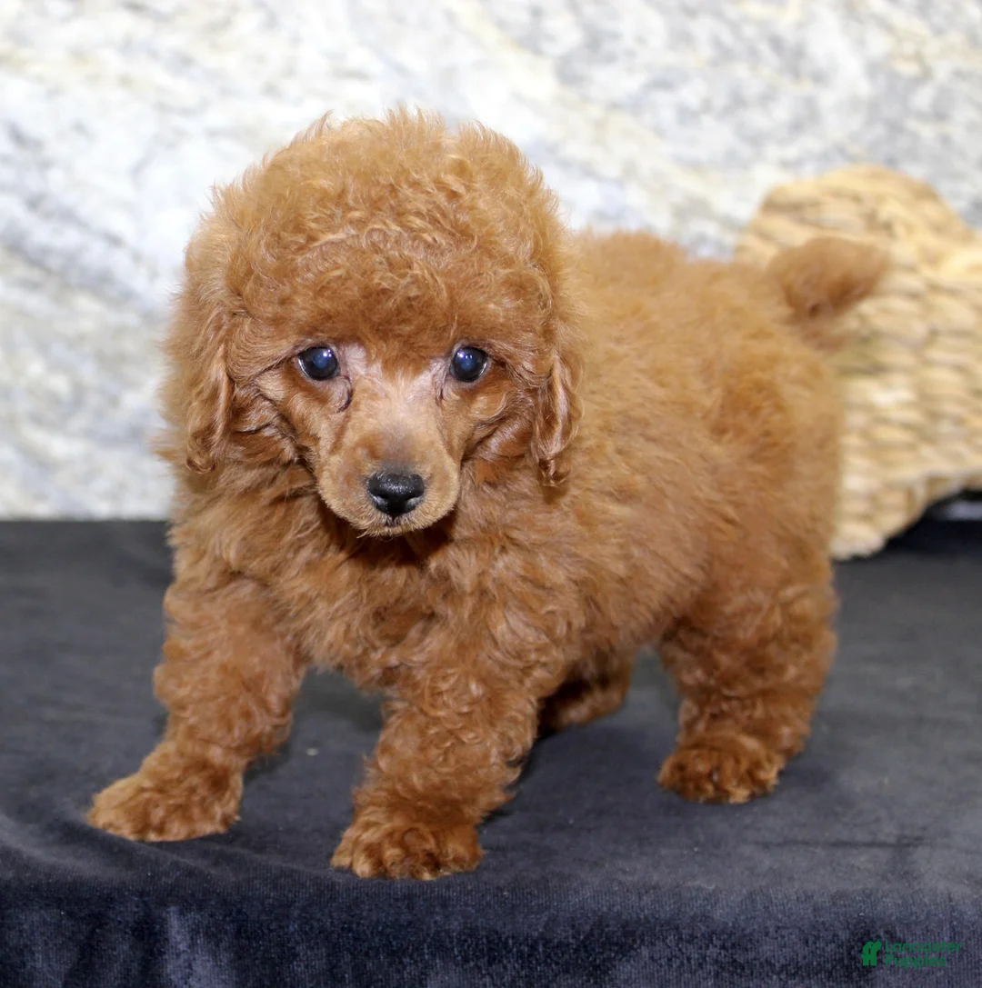 Miniature Poodle dogs for sale: Daisy - Ad 4