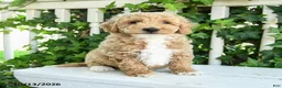 Mini Goldendoodle dogs for sale: Cotton - Ad 2