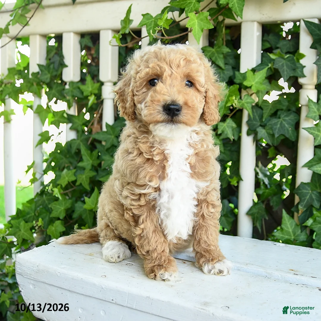 Mini Goldendoodle dogs for sale: Cotton - Ad 2