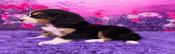 Miniature Bernese Mountain Dog dogs for sale: Macy - Ad 3