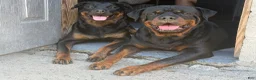 Rottweiler dogs for sale: Ky - Ad 8