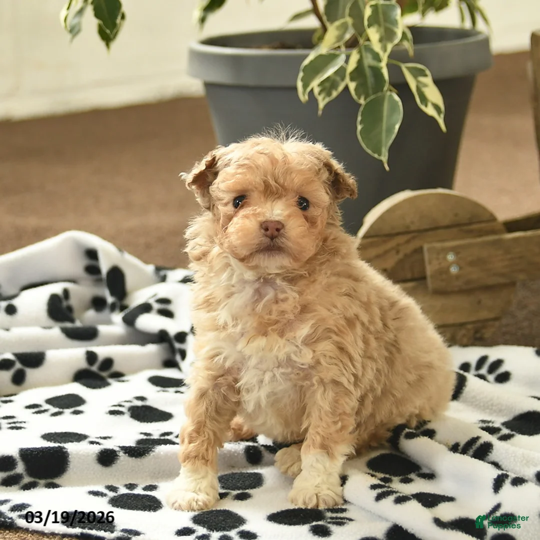 Toy Poodle dogs for sale: Velvet  - Ad 2
