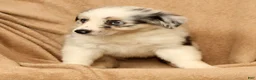 Miniature Australian Shepherd dogs for sale: Missy - Ad 9