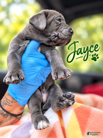 Cane Corso dogs Jayce - Ad 2