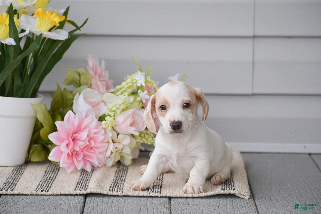 Miniature Dachshund dogs for sale: Noah - Ad 1