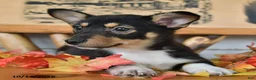 Welsh Corgi Pembroke dogs for sale: Benny  - Ad 3
