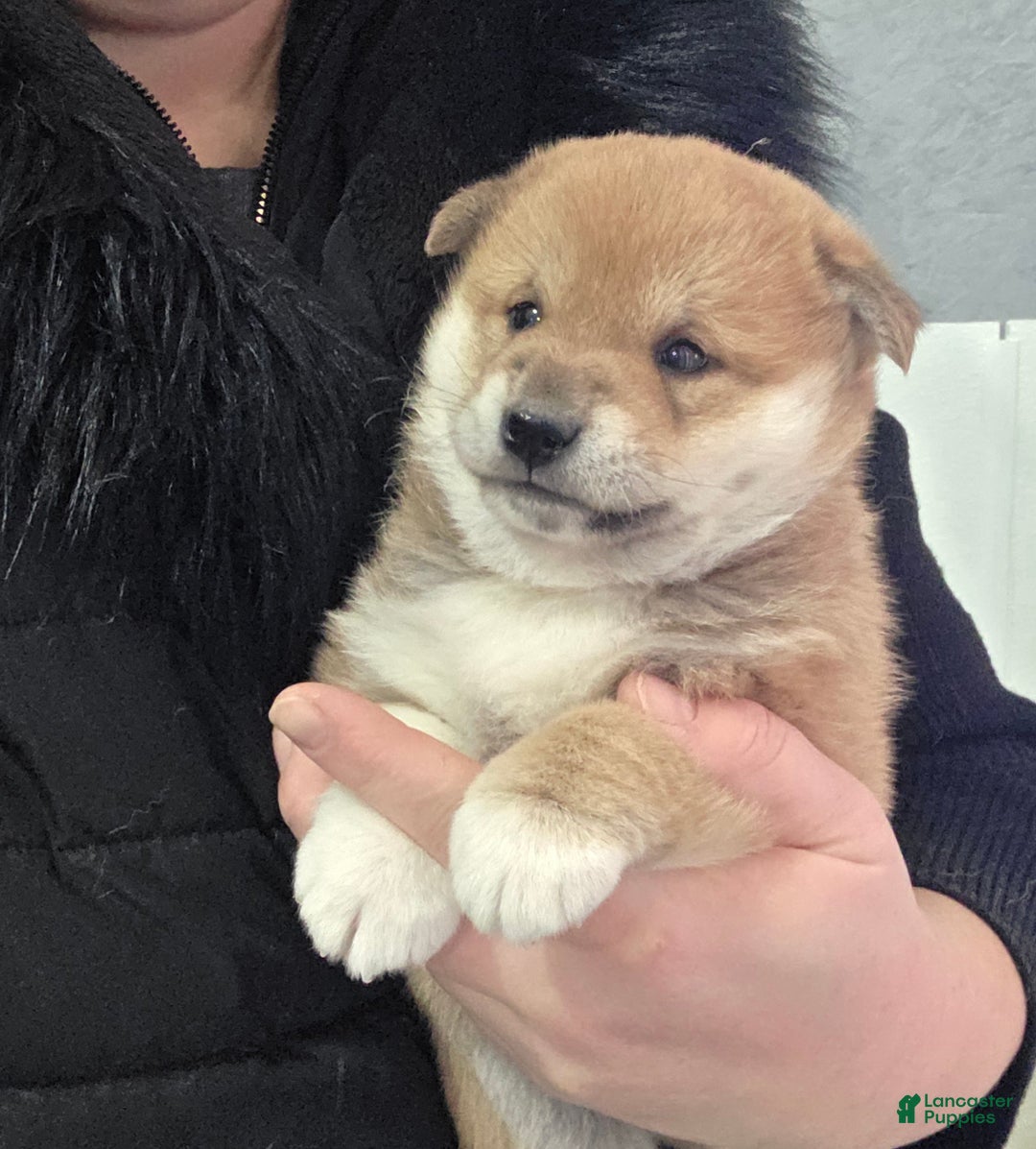 Shiba Inu dogs for sale: Ashton - Ad 12