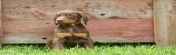 Doberman Pinscher dogs for sale:  Deacon (Red Rust) 🐶🖤🐾 - Ad 17
