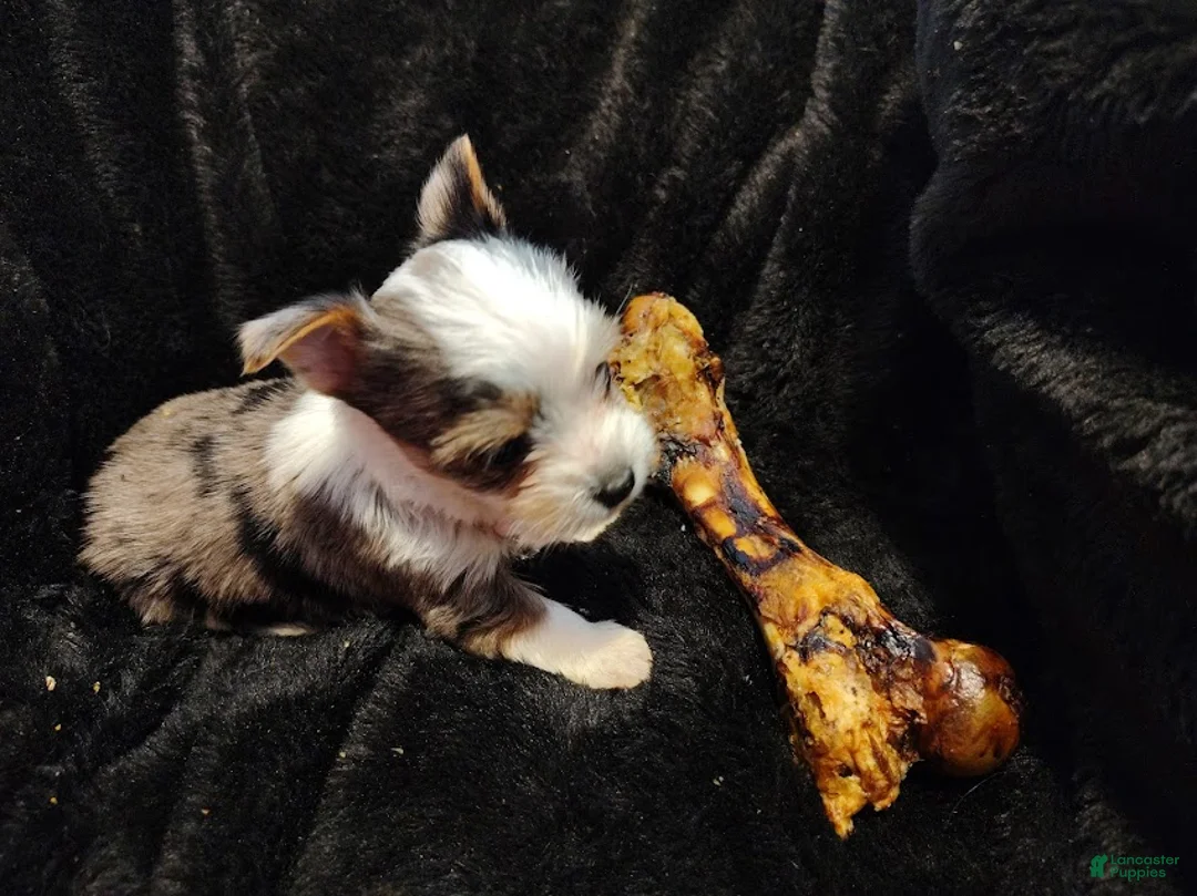 Yorkshire Terrier dogs for sale: Yorkshire Terrier Puppy 1 - Ad 2