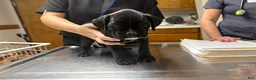 Boxer dogs for sale: Millie AKC Euro - Ad 18