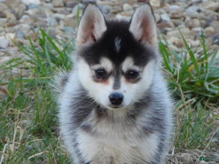 Pomsky dogs - Ad 31