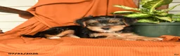 Yorkshire Terrier dogs for sale: Merphy - Ad 2