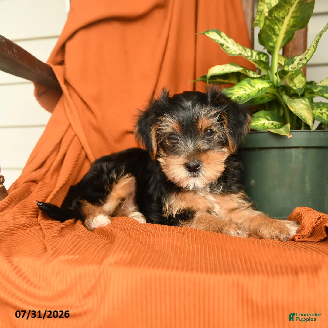 Yorkshire Terrier dogs for sale: Merphy - Ad 2