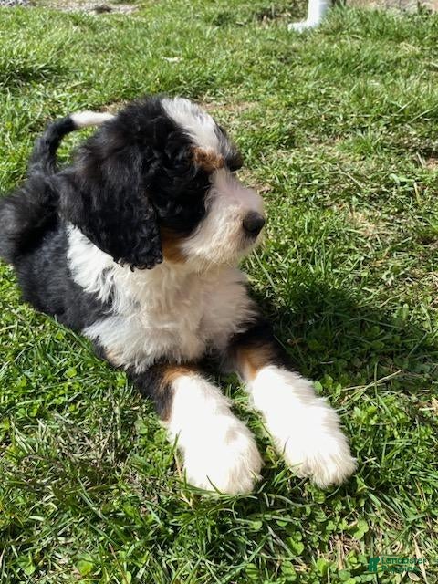 Bernedoodle dogs Misty - Ad 2