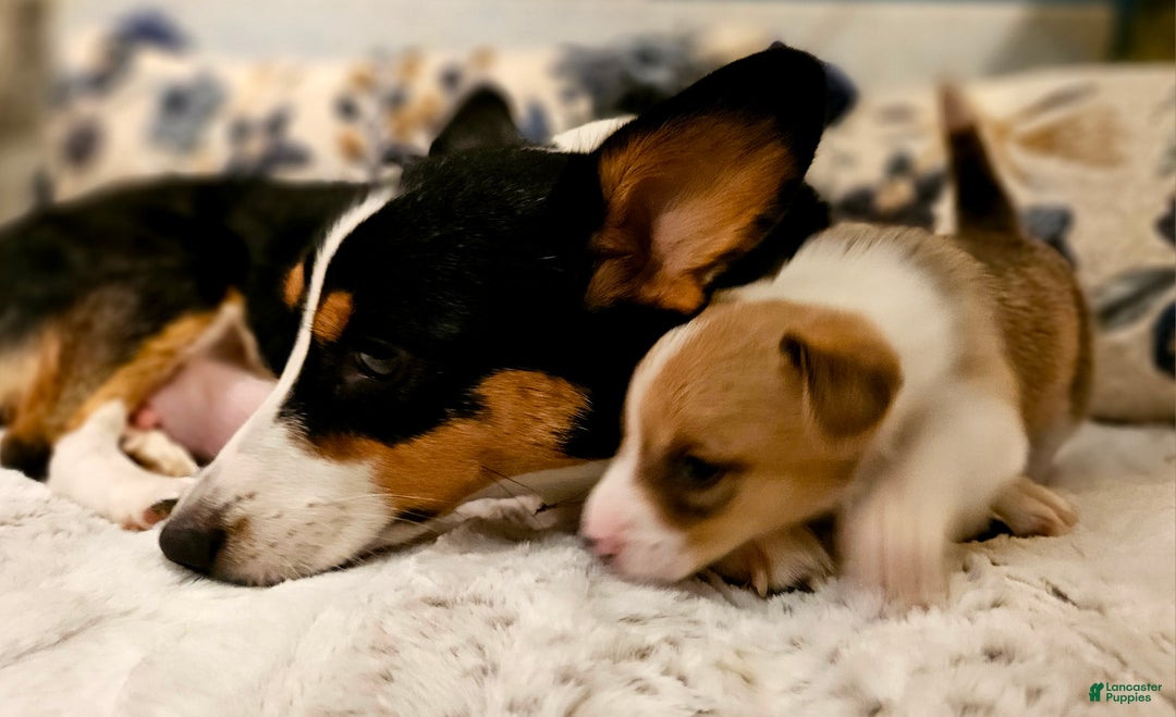 Mixed Breed dogs for sale: Fawny Willow - Ad 3