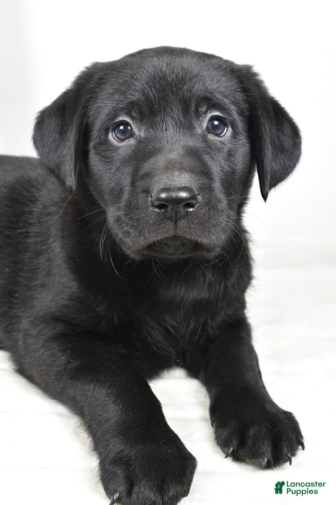 Labrador Retriever dogs for sale: Molly - Ad 8