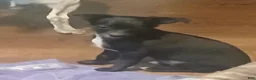Chihuahua dogs for sale: Chihuahua 2 - Ad 5
