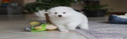 Samoyed dogs for sale: June - Ad 10