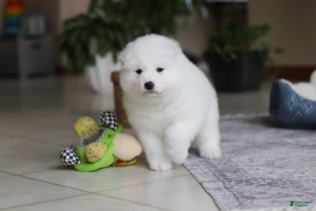 Samoyed dogs for sale: June - Ad 10