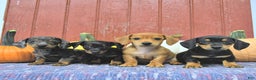 Miniature Dachshund dogs for sale: Luca - Ad 5