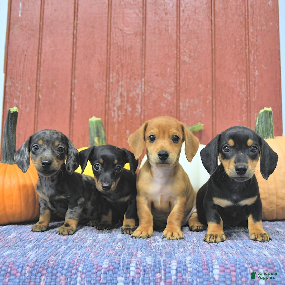 Miniature Dachshund dogs for sale: Luca - Ad 5