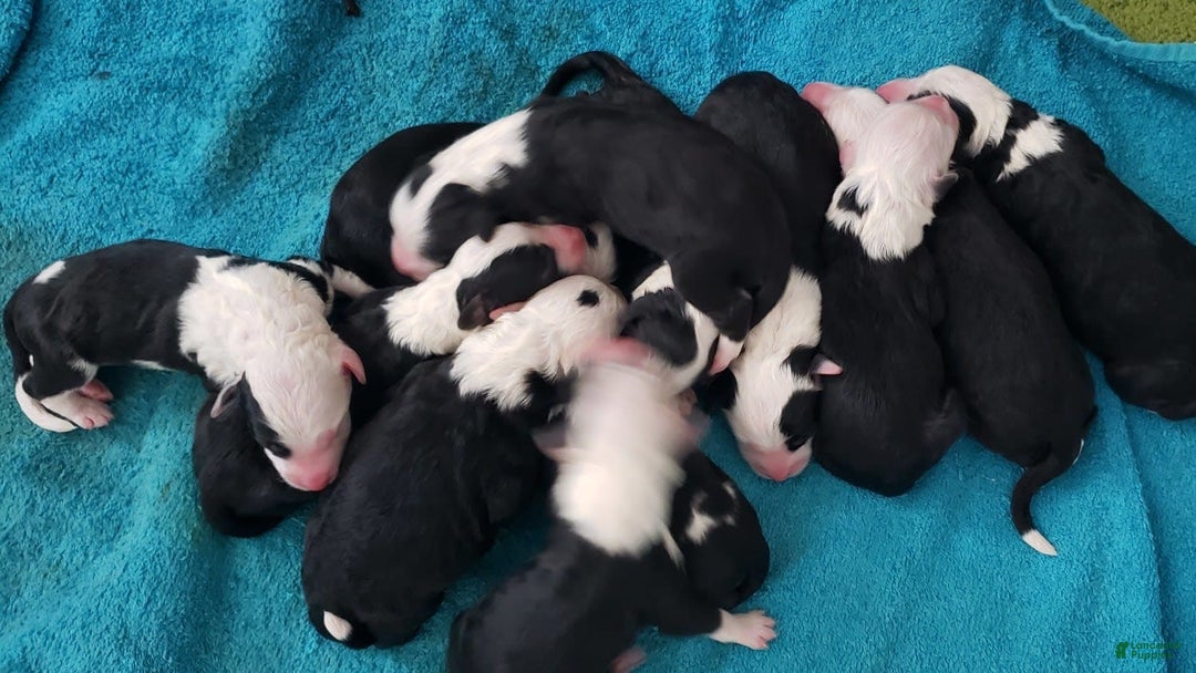 Old English Sheepdog dogs for stud: Old English Sheepdog  - Ad 3