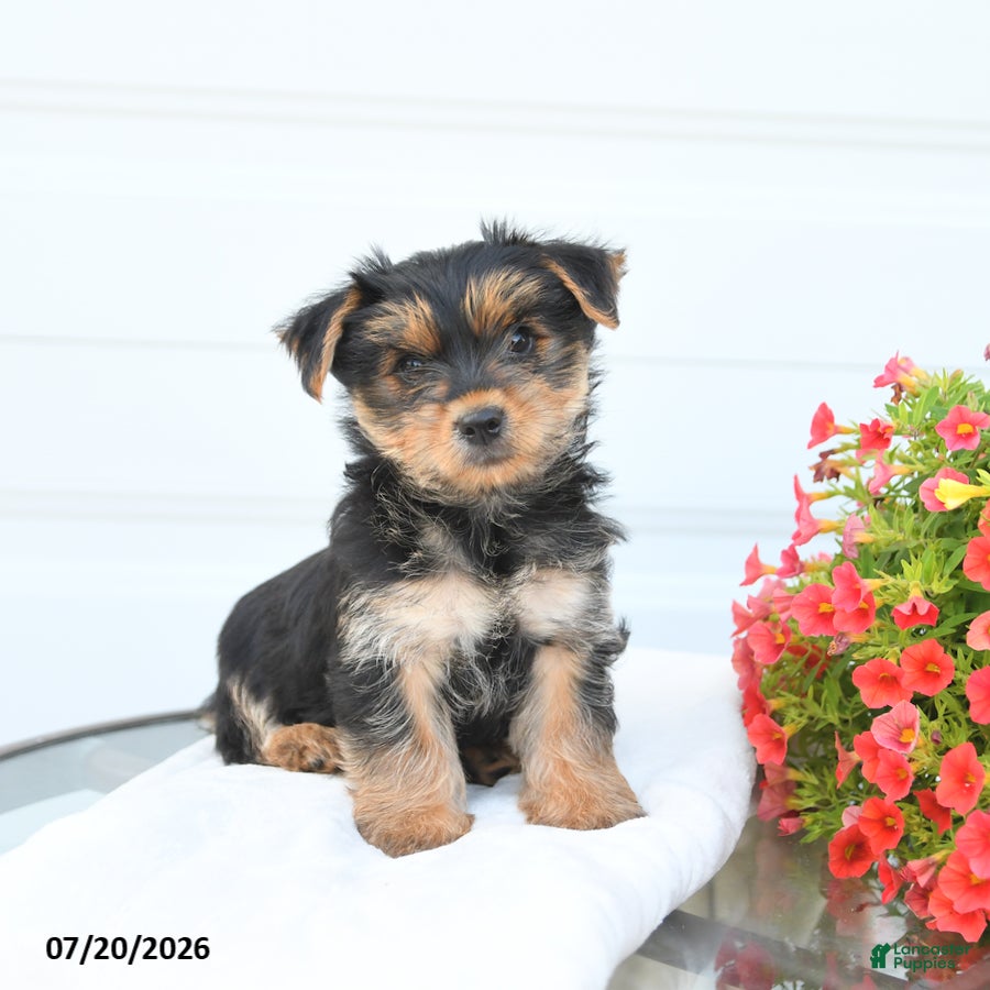 Morkie dogs Leo - Ad 1
