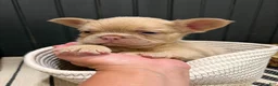 French Bulldog dogs for sale: King George - Ad 17