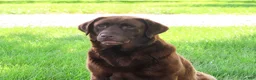 Labrador Retriever dogs for sale: Nutella - Ad 5