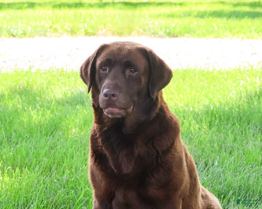Labrador Retriever dogs for sale: Nutella - Ad 5