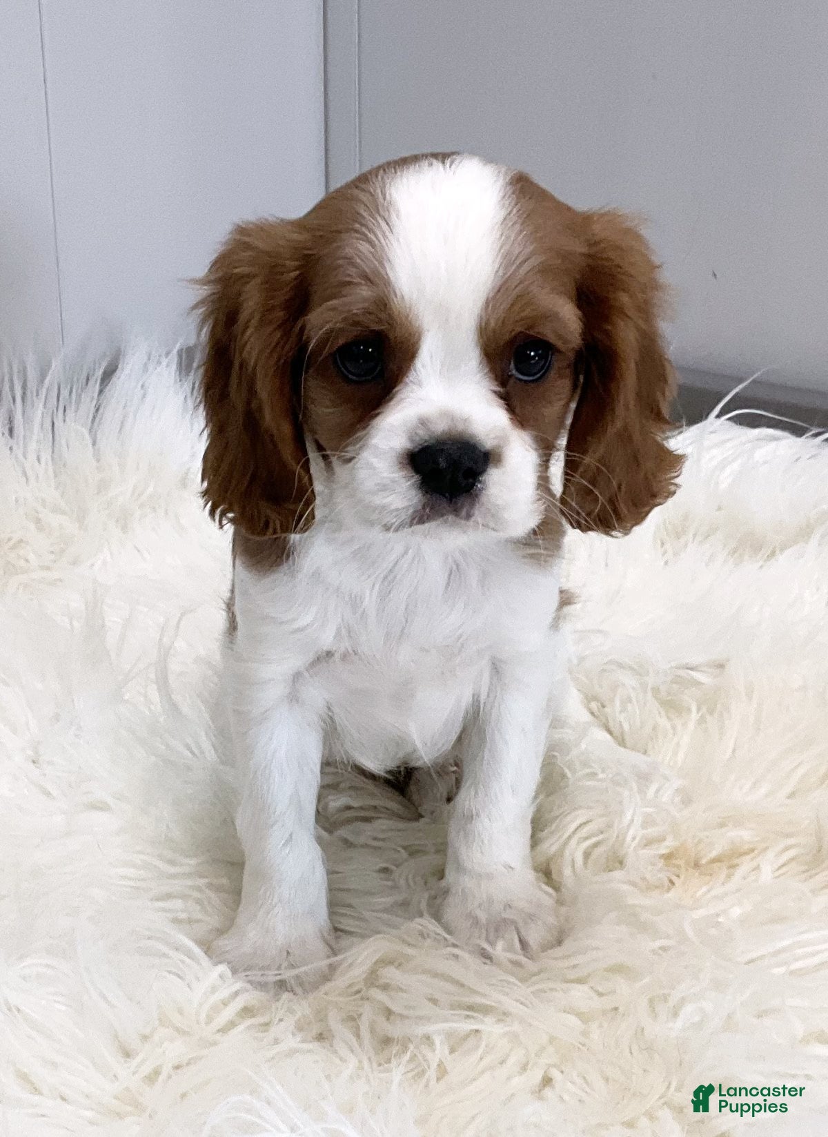 Cavalier King Charles Spaniel dogs Logan - Genetic Clear - Ad 38