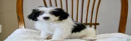 Mini Bernedoodle dogs for sale: Skye  - Ad 2