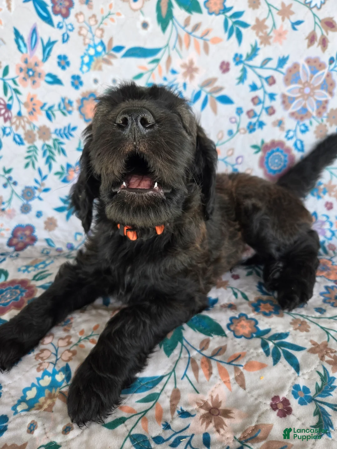 Goldendoodle dogs for sale: Orange Boy - Ad 2