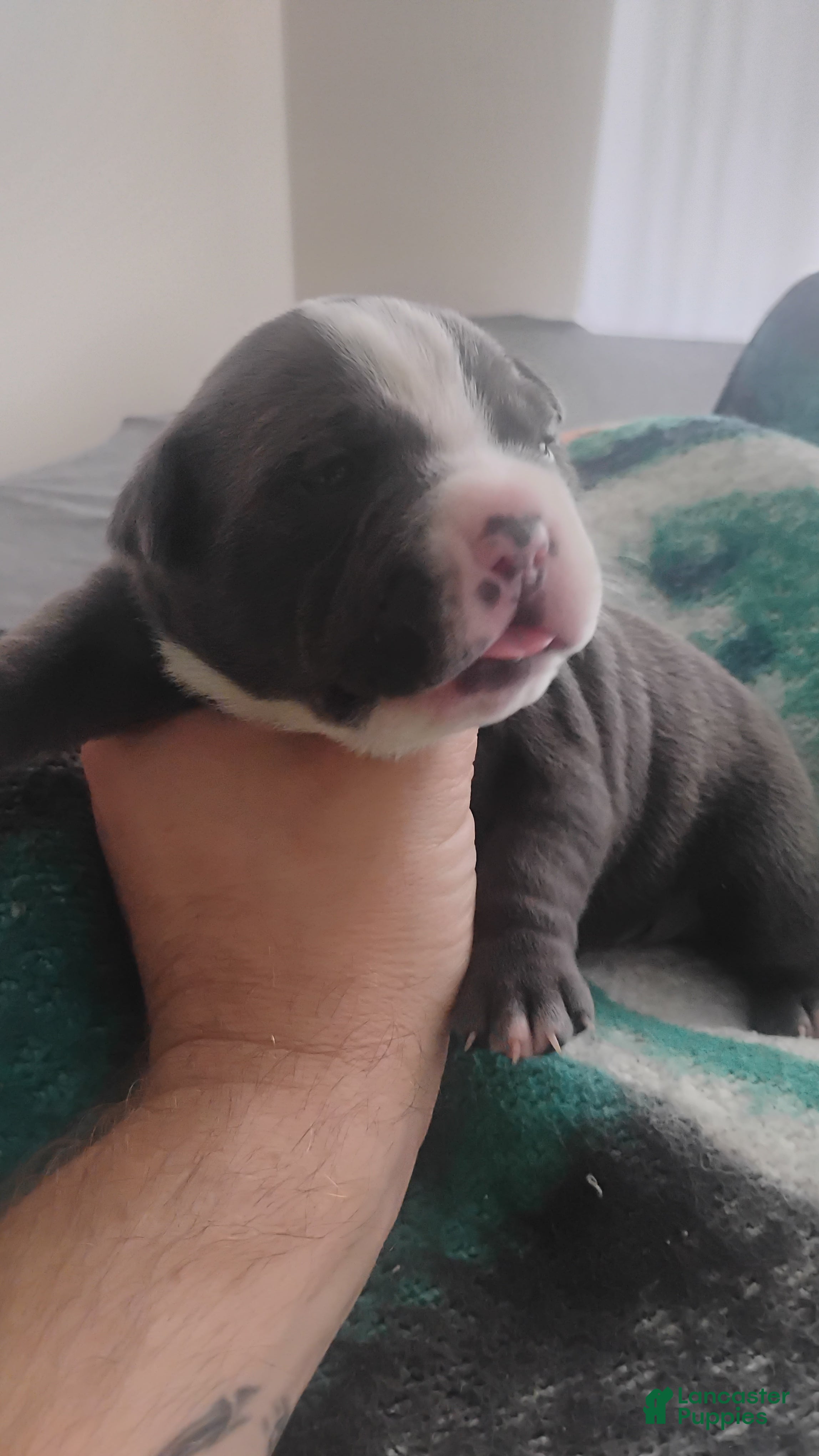 American Bully dogs American Bully 4 - Ad 15
