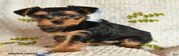 Yorkshire Terrier dogs for sale: Jingles - Ad 4