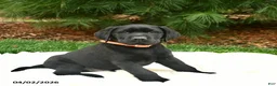 Labrador Retriever dogs for sale: Bilbo  - Ad 1