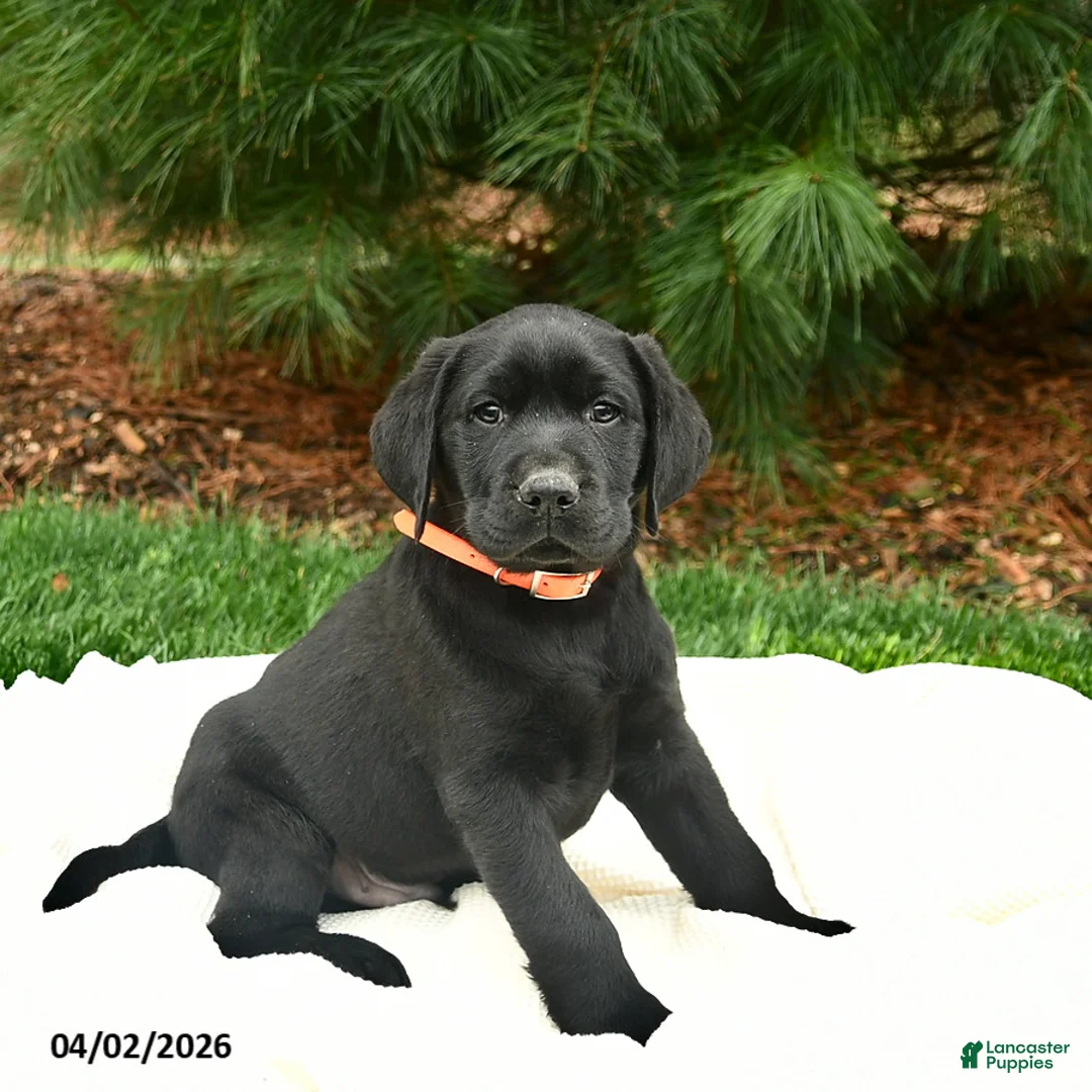 Labrador Retriever dogs for sale: Bilbo  - Ad 1