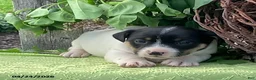 Jack Russell Terrier dogs for sale: Oreo - Ad 3