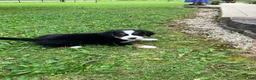 Bernese Mountain Dog dogs for sale: Akc Melissa - Ad 2