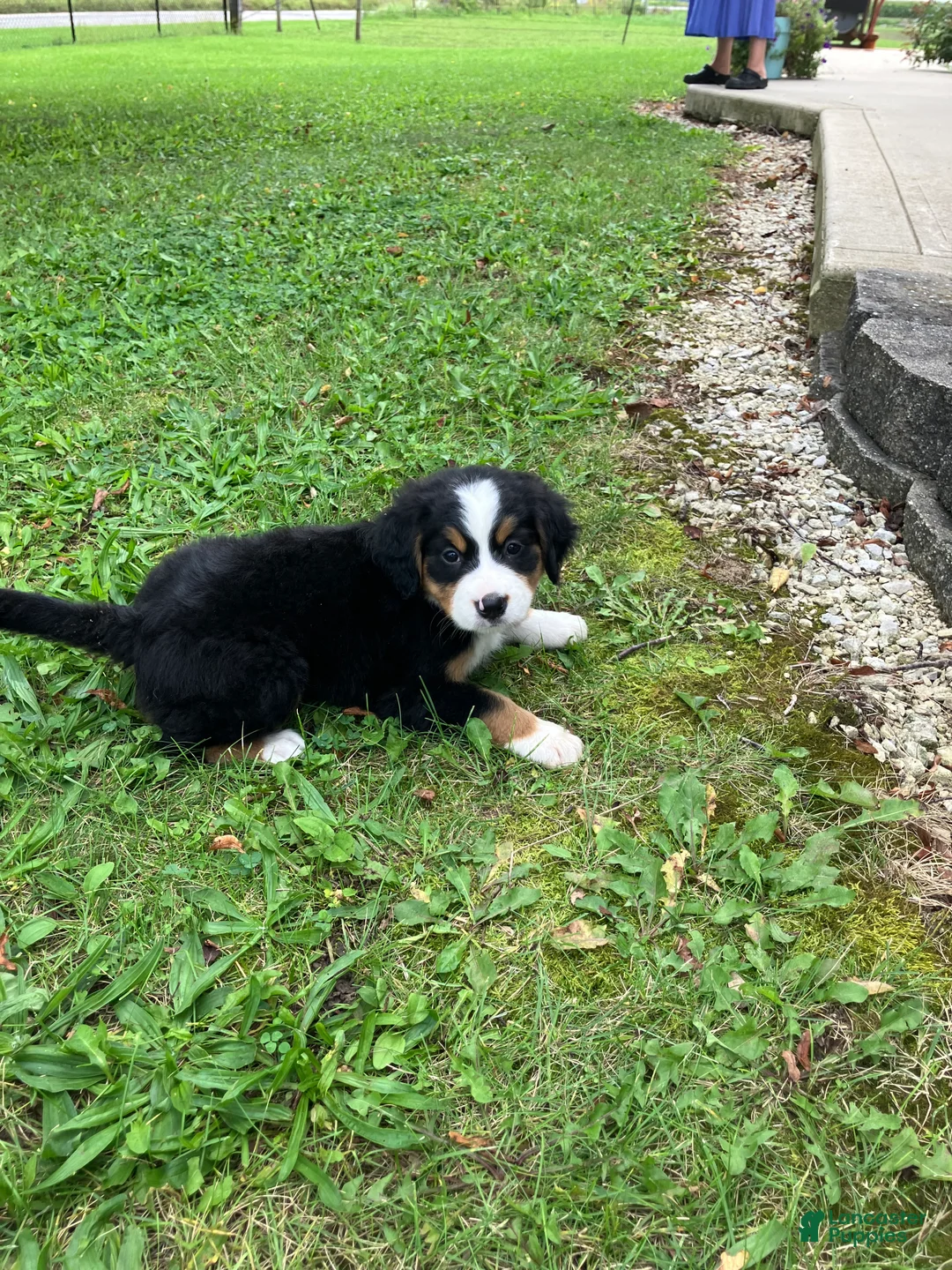 Bernese Mountain Dog dogs for sale: Akc Melissa - Ad 2