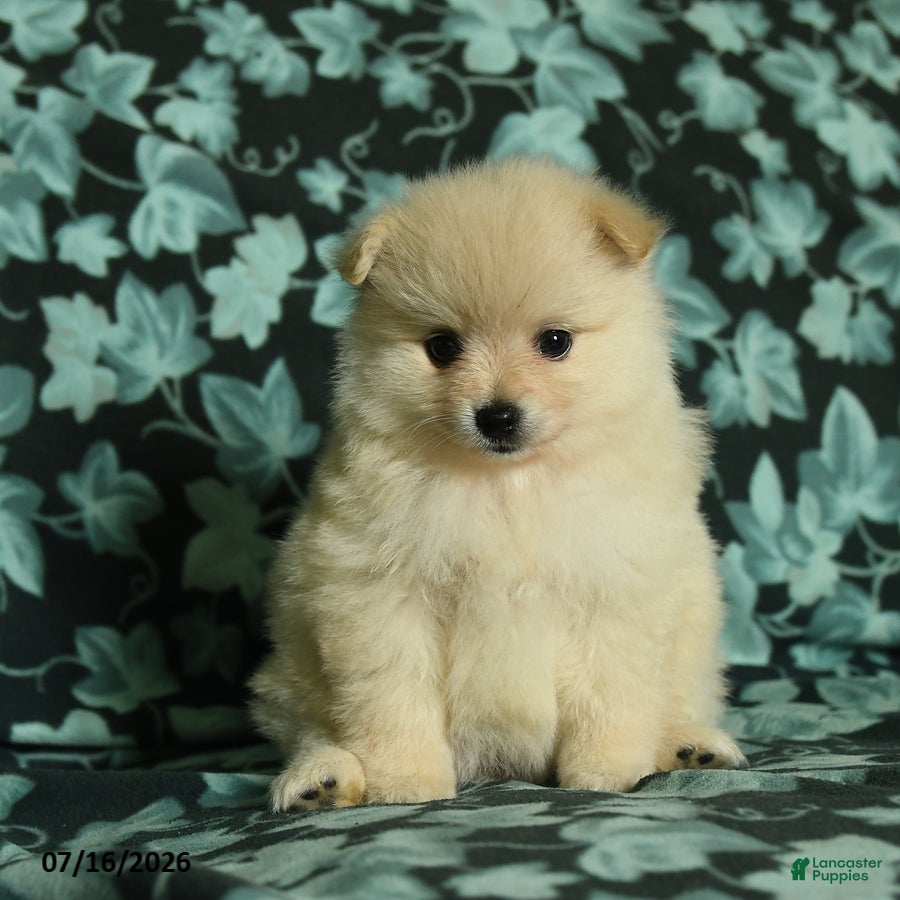 Pomeranian dogs Felicity - Ad 1
