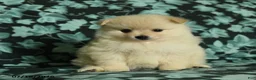 Pomeranian dogs for sale: Felicity - Ad 1