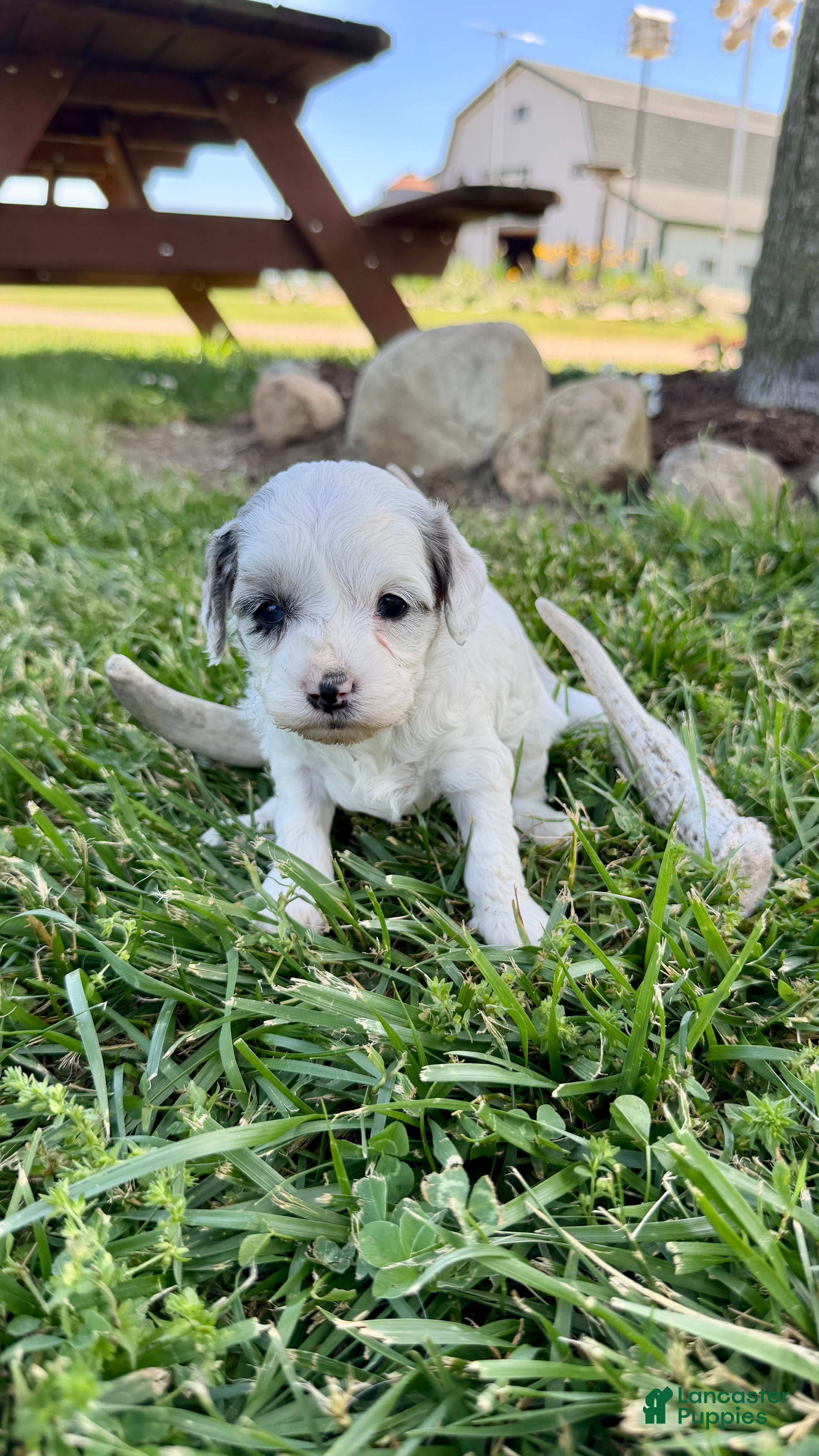 Cavapoo dogs Zayla - Ad 20