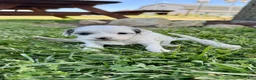 Cavapoo dogs for sale: Zayla - Ad 1