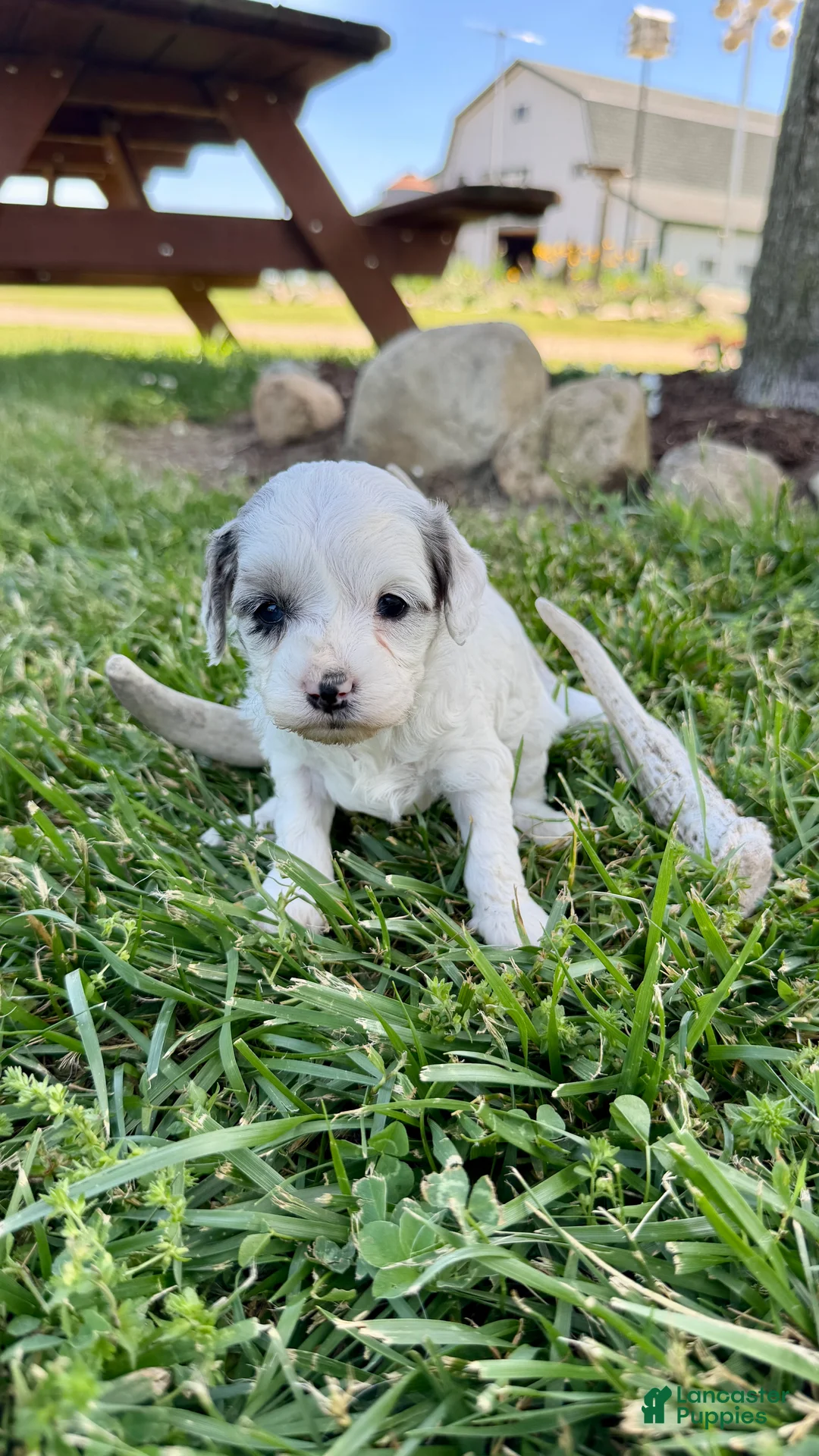 Cavapoo dogs for sale: Zayla - Ad 1