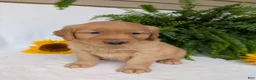 Golden Retriever dogs for sale: Shadow  - Ad 7