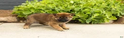 Shiba Inu dogs for sale: Tyler  - Ad 3