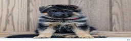 German Shepherd dogs for sale: Zinnia - Ad 4