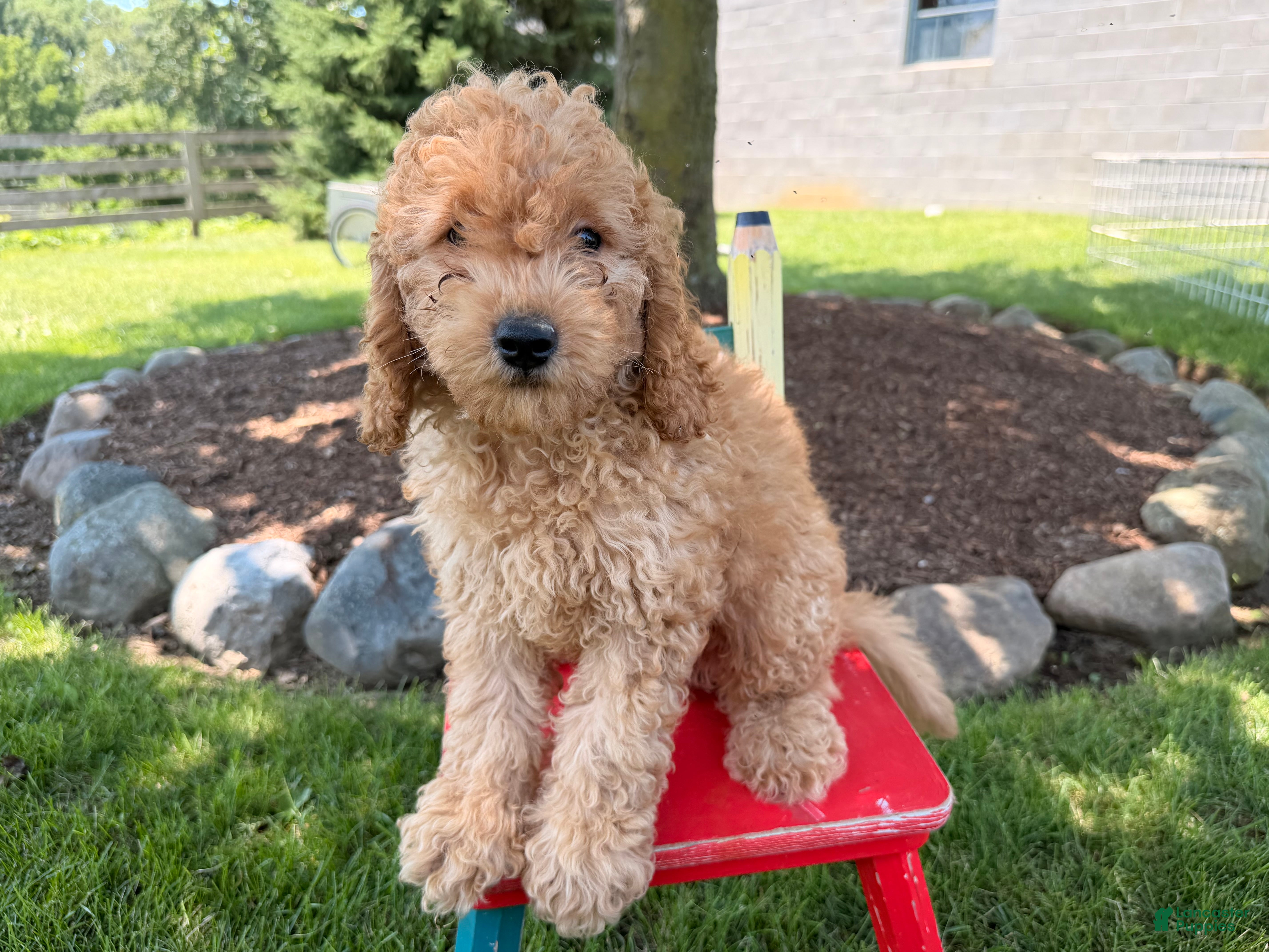 Cockapoo dogs Muddy  - Ad 1